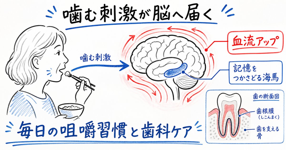 噛む力と認知症予防の関係は？脳を活性化する咀嚼の習慣と歯科ケア