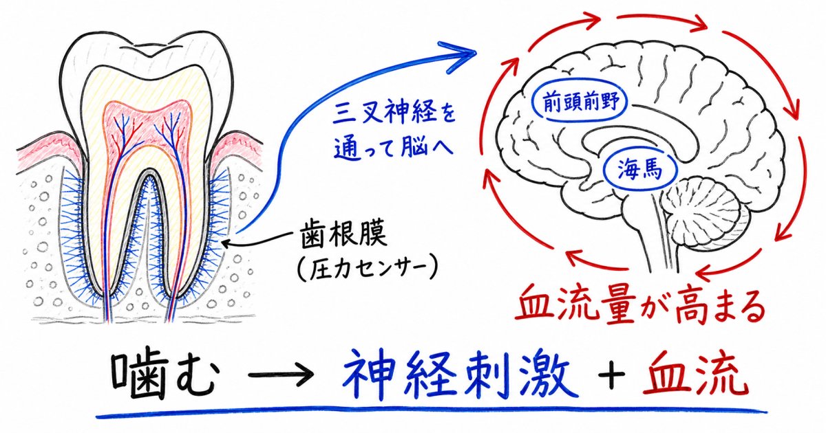 噛む刺激が脳を活性化する医学的な仕組み