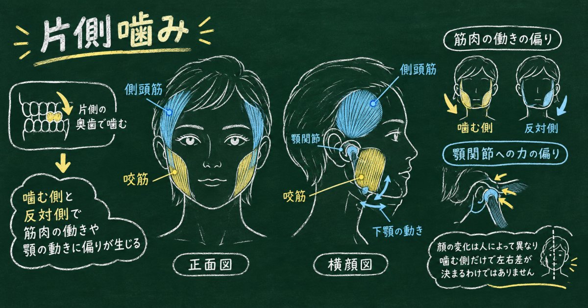 片側噛みの癖で顔の歪みが起こるのはなぜ?噛む筋肉と顎の動きから見る仕組み